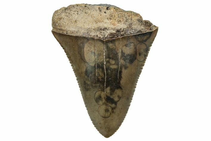 Serrated, Fossil Great White Shark Tooth - South Carolina #326309